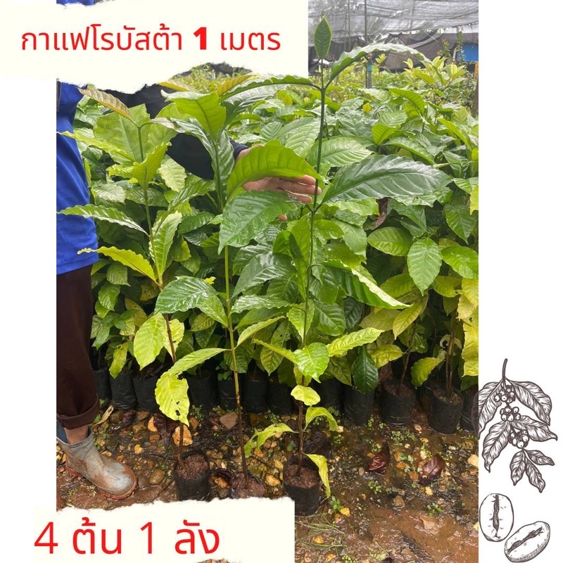 ต้นกาแฟโรบัสต้า-1-เมตร-35-บาท-เซต4ต้น