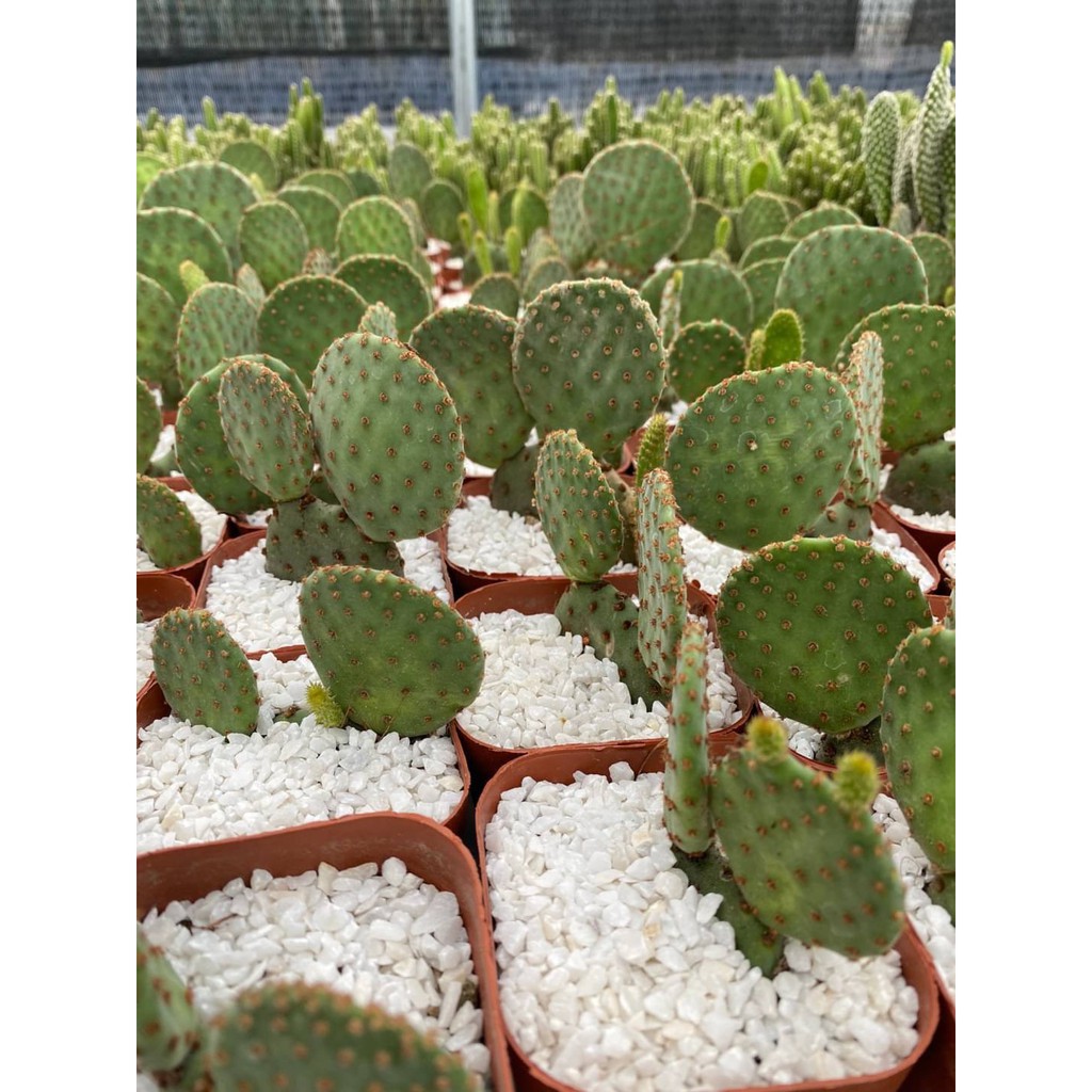 กระบองเพชร-cactus-สายพันธุ์-opantia-rufida-โอพันเทีย-รูฟิด้า-ขนาด-5-6-cm