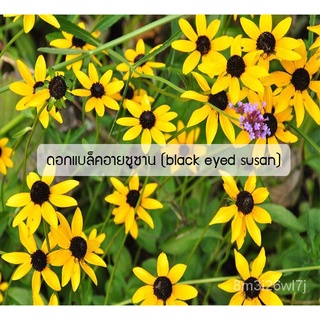 อินทรีย์ ต้น ดอก/เมล็ดพันธุ์ ดอกแบล็คอายซูซาน (black eyed susan) 50 เมล็ด ปลูกง่าย ปลูกได้ทั่วไทย GKOF