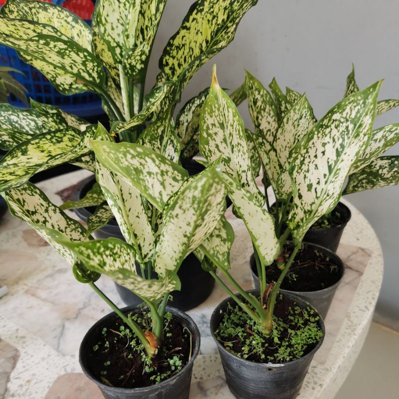 ต้นเพชรน้ำหนึ่ง-อโกลนีมา-aglaonema-sp-phetnamnueng