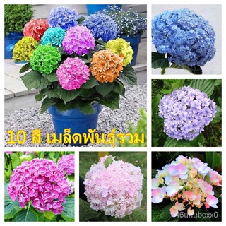 （คุณภาพสูง เมล็ด）ปลูกง่าย ปลูกได้ทั่วไทย 50เมล็ด/ซอง Hydrangea เมล็ดไฮเดรนเยีย ต้นไม้ฟอกอากาศ/เมล็ด ผัก ปลูก สวนครัว คละ