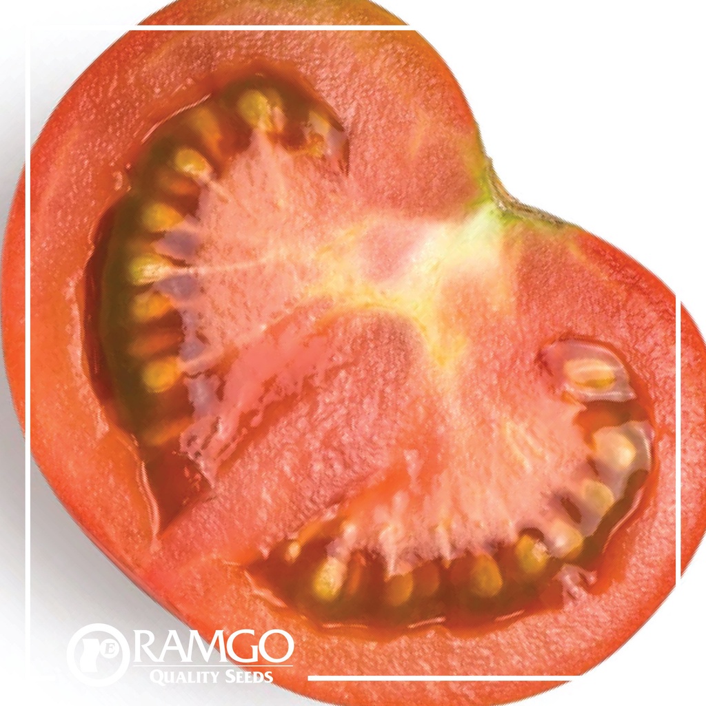 rpo-tomato-round-marglobe-floradade-seeds-seeds-jiva
