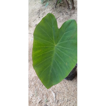 colocasia-บอนลายสีเหลือง-ต้นเหลือง-สวยมาก-ตัดใบส่ง