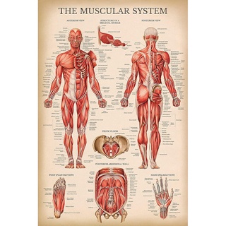 โปสเตอร์ ระบบกล้ามเนื้อกายวิภาคศาสตร์มนุษย์ สไตล์วินเทจ