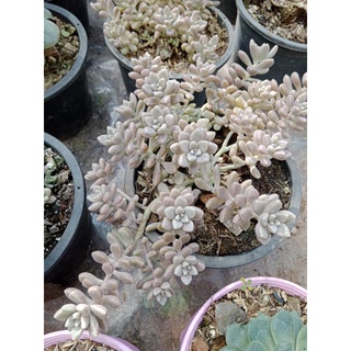 ไม้อวบนำ้  เกรปโตพิทาลัม เมดูซ่า Graptopetalum medusaกระถาง 2นิ้ว