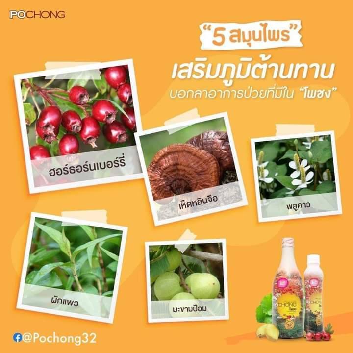 โพชง-น้ำสมุนไพรสกัด32ชนิด-1ขวดใหญ่1200บาทแถมยาสีฟัน