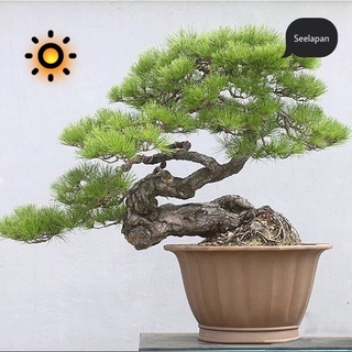 อินทรีย์ ต้น ดอก/New หายาก เมล็ดสนดำญี่ปุ่น 20เมล็ด **Japanese black pine เมล็ดนำเข้า  พันธุ์แท้100% JN1O