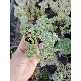 🌿ต้น มากินอย หรือ นางฟ้าชาลี Sedum makinoi variegatum กระถาง 2นิ้ว