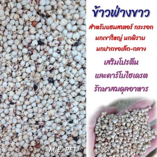 ข้าวฟ่างขาว-สำหรับหนู-กระรอก-นกปากขอ-นกเขา-นกพิราบ-แบ่งขาย1กิโล