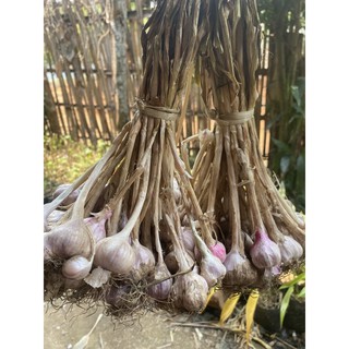 กระเทียมสดใหม่ปลอดสาร 1 กก.มัดจุก กระเทียมปีนี้ garlic