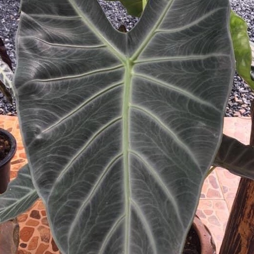 alocasia-candelabra-แก้วหน้าม้าป่าพังงา