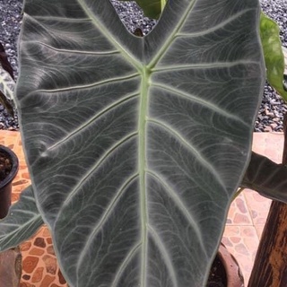 Alocasia candelabra แก้วหน้าม้าป่าพังงา