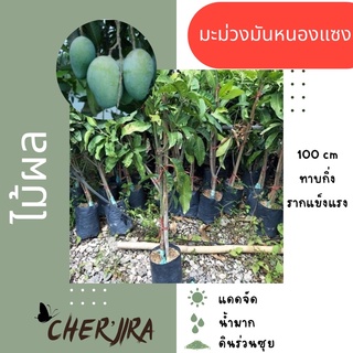 ต้นมะม่วงมันหนองแซง ขนาด 1.00 เมตร (สั่งขั้นต่ำ 2 ต้น คละได้)