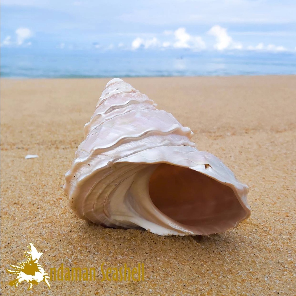 andaman-seashell-เปลือกหอย-เปลือกหอยนมสาวคลื่น-ขัดมุก