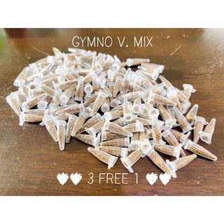 ❤️‍🔥โปร 3 แถม 1 ❤️‍🔥 เมล็ดยิมโนด่างมิกซ์ Gymno v. Mix อัตราการงอกดีมาก คุณภาพดี ราคาถูก เมล็ดแคคตัส เมล็ดกระบองเพชร