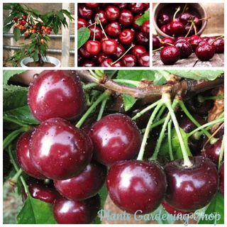 ถูก ใหม่ สายพันธุ์ เมล็ดพันธุ์ เชอร์รี่ เมล็ดผลไม้ Sweet Cherry Seeds Fruit Seeds บรรจุ 20 เมล็ด พันธุ์ไม้ผล ต้นผลไม้ พั