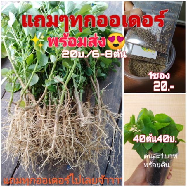 ตำแยแมวสด-กัญชาแมวไทย-ไผ่เงิน-หญ้าแมว-ไผ่แมว-แคทนิป-catnip-เมล็ดตำแยแมว300-500เมล็ด-ต้นกล้าตำแยแมว