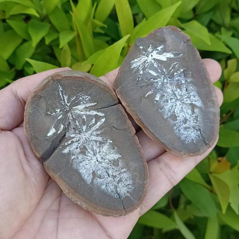 ฟอสซิลใบไม้ Annularia radiata สีขาว | Shopee Thailand