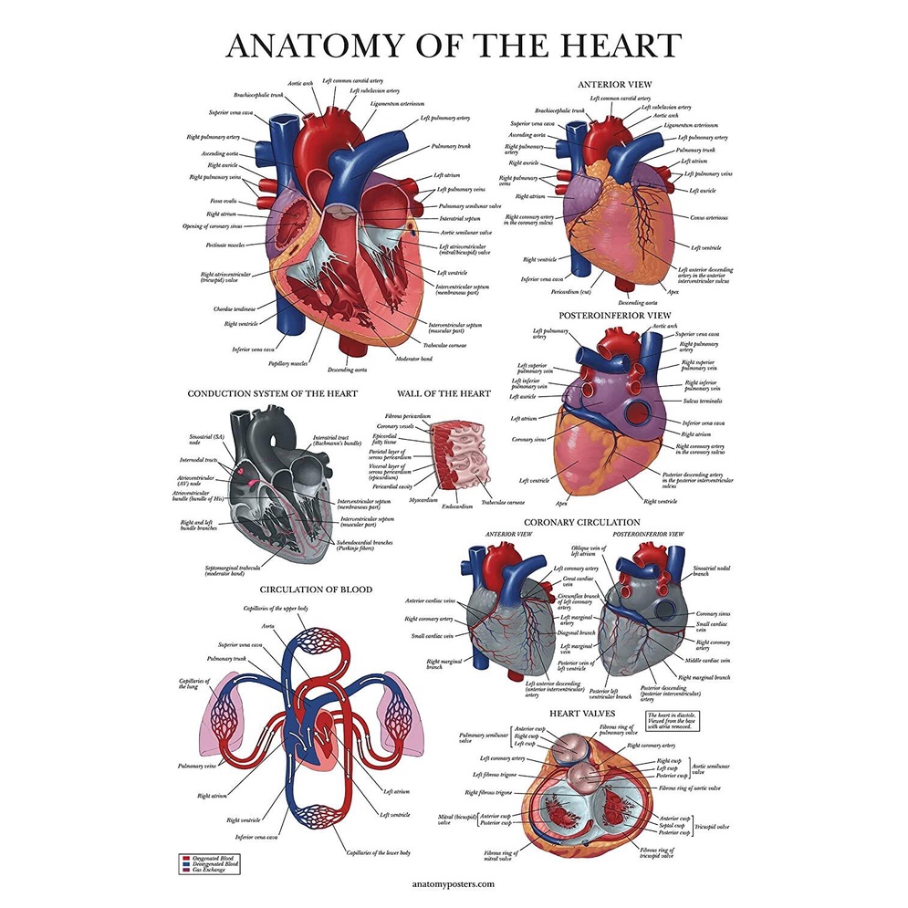 โปสเตอร์หัวใจ-กายวิภาคศาสตร์-ลามิเนต-แผนภูมิกายวิภาคศาสตร์ของหัวใจมนุษย์