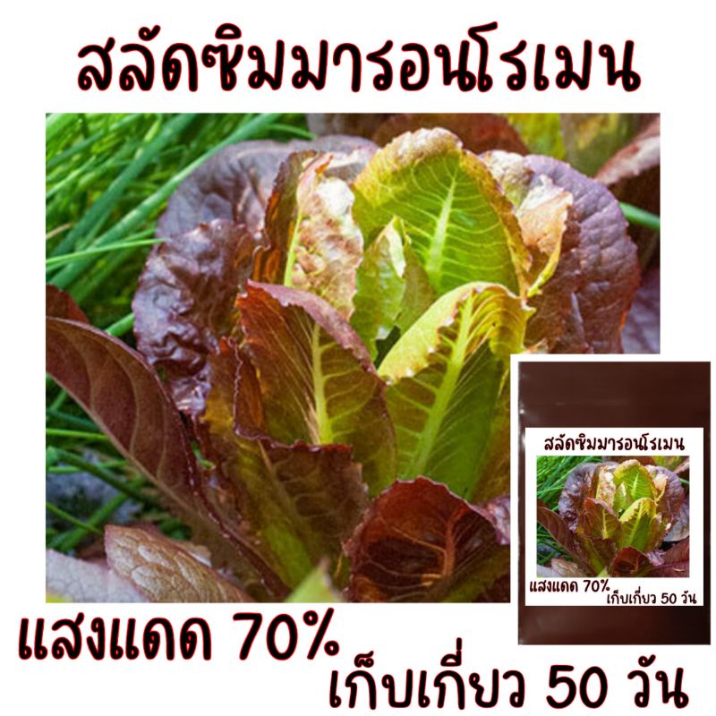 100-เมล็ด-เมล็ดพันธุ์สลัดซิมมารอนโรเมน-cimmaron-romaine-lettuce
