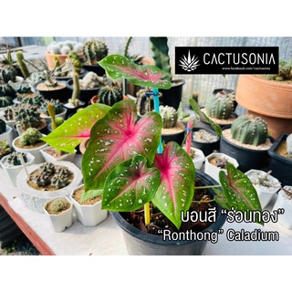 ร่อนทอง / บอนสี ร่อนทอง / บอนสีราชินีแห่งไม้ใบ / caladium