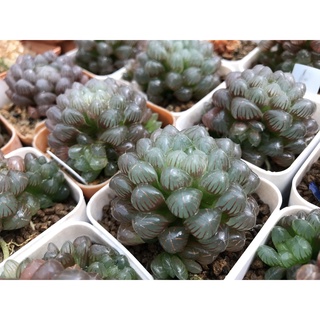 ฮาโวเทียหยดน้ำลายสีแดง Haworthia cooperi