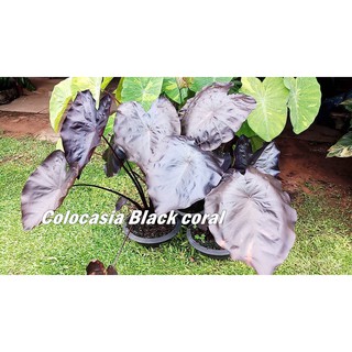 บอนนอก Colocasia black coral -ส่งฟรี