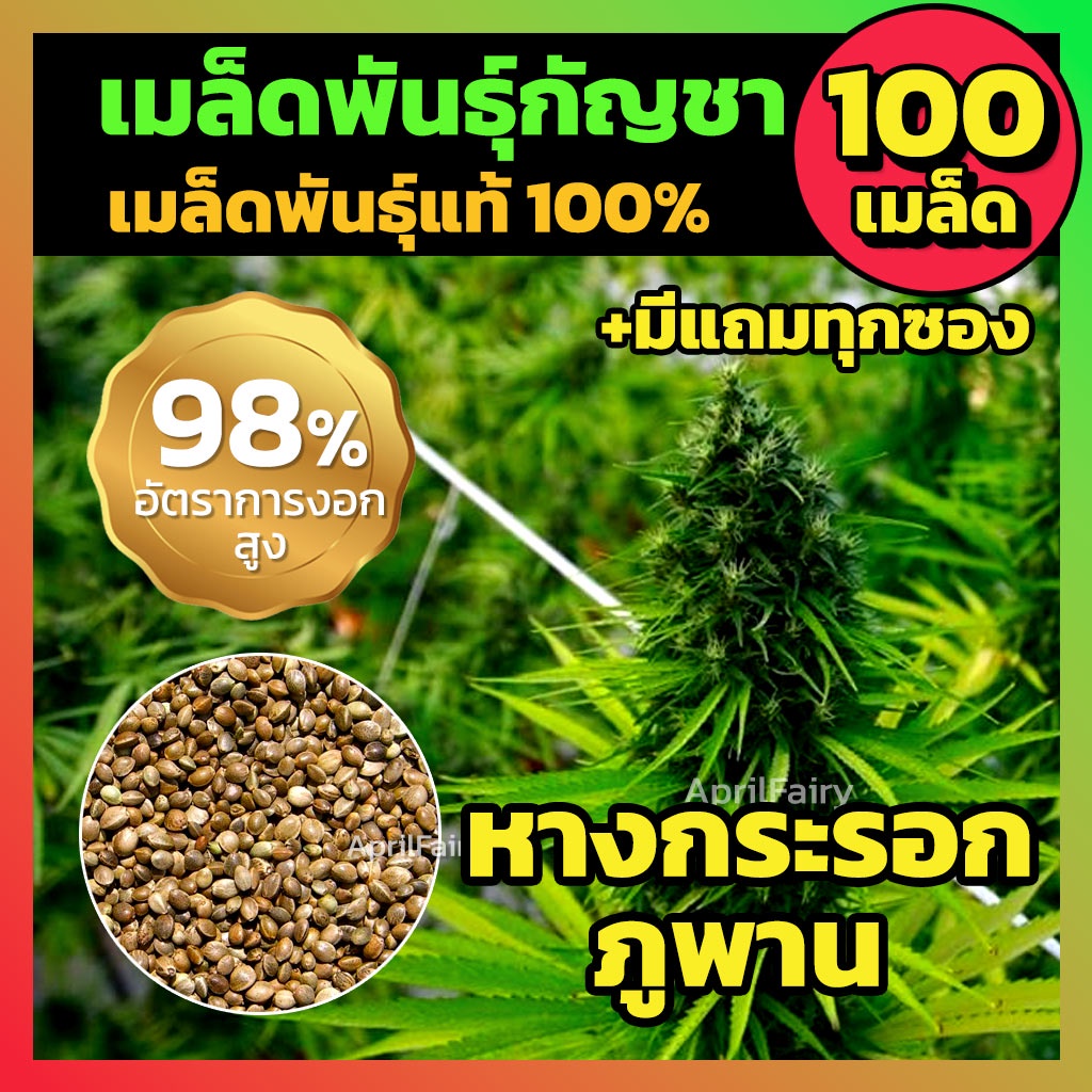 100เมล็ด-เมล็ดกัญชา-เมล็ดพันธุ์สายพันธุ์แท้-เมล็ดพันธุ์สมุนไพรไทย-ปลูกง่าย-โตไว