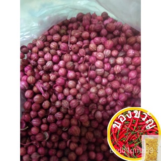 เมล็ดพันธุ์ผักชีไทย300เมล็ด/1 ซองed SQRB