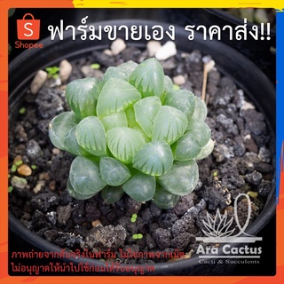 สวนขายเอง! ฮาโวเทียหยดน้ำ Haworthia obtusa ไซส์กระถาง 2 นิ้ว แคคตัส กระบองเพชร ต้นไม้ประดับ อวบน้ำ ไม้ฟอกอากาศ