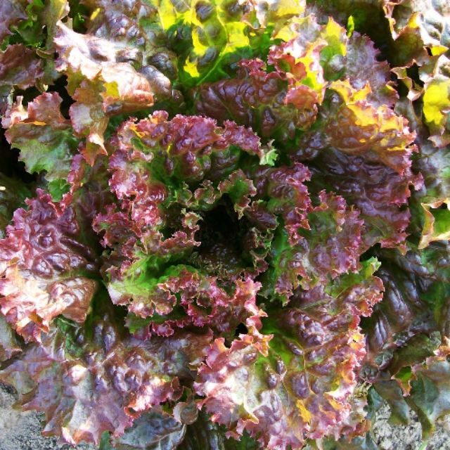 เมล็ดสลัด-red-sails-lettuce-salad-นำเข้า