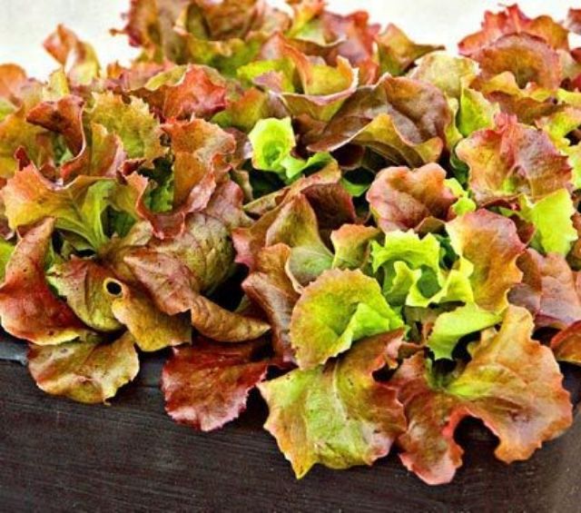 เมล็ดสลัด-red-sails-lettuce-salad-นำเข้า