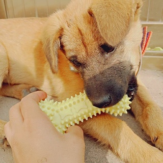 กระดูกของเล่น ของเล่นขัดฟัน ของเล่นหาพันธุ์เล็ก ของเล่นหมาพันธุ์กลางของเล่นแมว ของเล่นสัตว์เลี้ยง ที่กัด ของ
