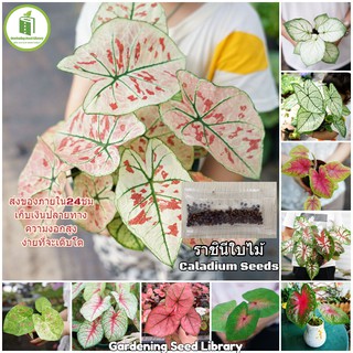 100เมล็ด Caladium Seeds บอนสี เมล็ดพันธุ์ ราชินีใบไม้ ต้นไม้มงคล เมล็ดบอนสี บอนสีแปลกๆ 50 เมล็ด (ไม่ใช่พืชที่มีชีวิต)