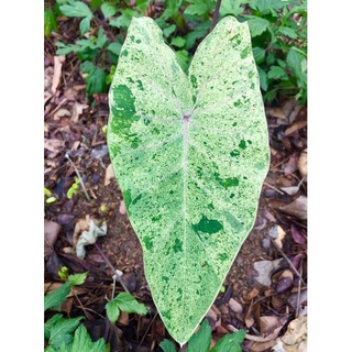 Colocasia var. aquatilis paraiso: บอนนาไทยด่าง