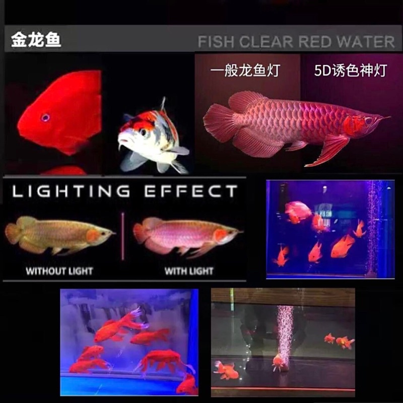 หลอดไฟ-led-full-color-system-ขับสีปลา