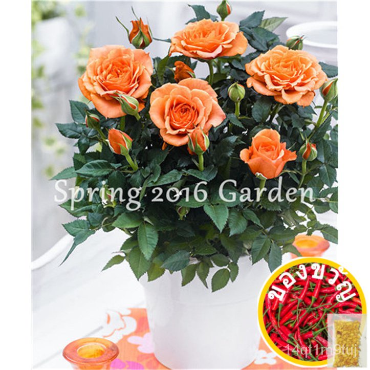 1000-pcs-mixed-chinese-rose-plants-seeds-dwarf-perennial-colorful-roses-flowers-tree-fragrant-climbing-plants-for-home-g