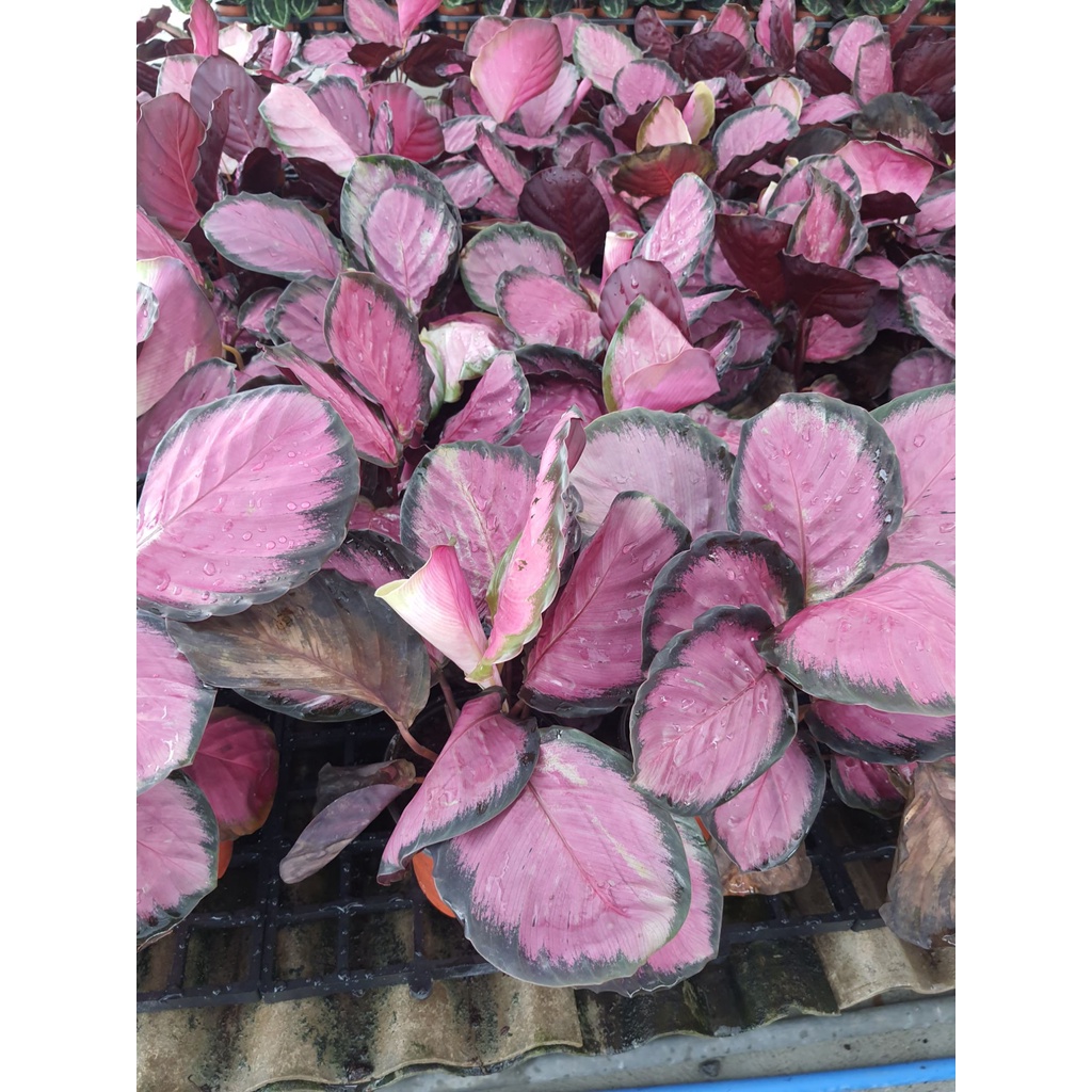 ต้น-คริมสัน-calathea-crimson-คล้ามีใบสีชมพู-กระถาง-5-นิ้ว-ไม้ฟอกอากาศ
