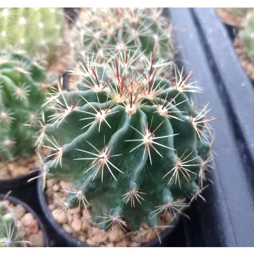ฮามาโตะแคคตัส-hamato-cactusไม้เมล็ด-ขนาด-3-5-ซม-ต้นแคคตัส-ต้นกระบองเพชร-กรุณาอ่านรายละเอียดก่อนทำการสั่งซื้อครับ