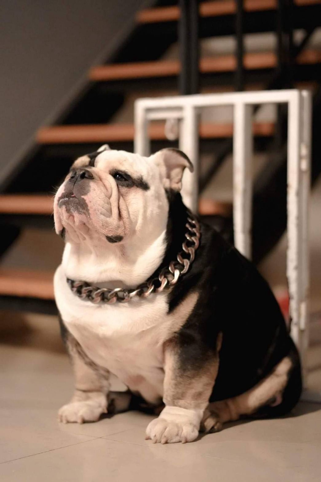 เกี่ยวกับสินค้า โซ่สุนัขเส้นใหญ่ สร้อยคอสุนัข รุ่นBBANG-vintage