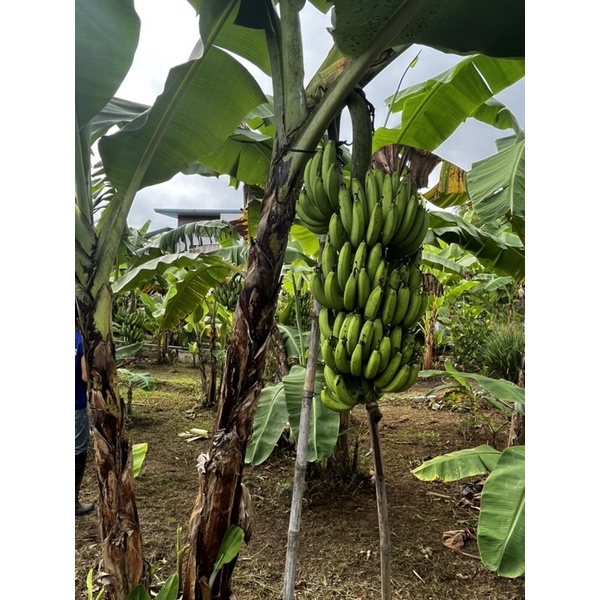 หน่อกล้วยหอมทอง-หน่อกล้วยหอมกำแพงเพชร-พันธุ์แท้-จากสวน-ผลผลิตดี
