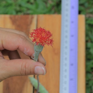 ไม้อวบน้ำ Senecio pendulus ดอกสีแดง  กิ่งตัดสด 15 เซนติเมตร ดอกสวย