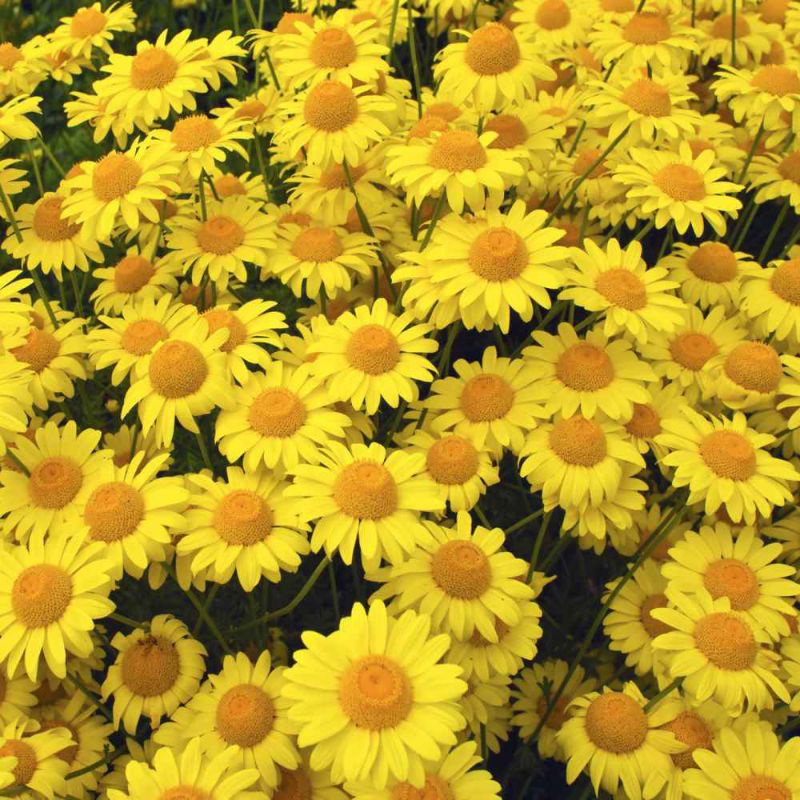 1,000 เมล็ด เดซี่มากาเร็ตสีทอง Golden marguerite Daisy (Anthemis ...