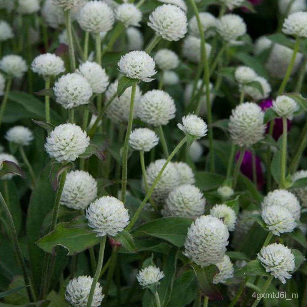 ผู้ค้าส่งเมล็ดพันธุ์-เมล็ดพันธุ์-ดอกบานไม่รู้โรย-สีขาว-white-amaranth-flower-seed-40เมล็ด-เมล็ดพันธุ์แท้-นำเข้าจากต่า