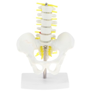 [FINEVIPS] 18cm Human  Pelvis + 5 Lumbar Vertebrae Model Anatomy Toy Educative