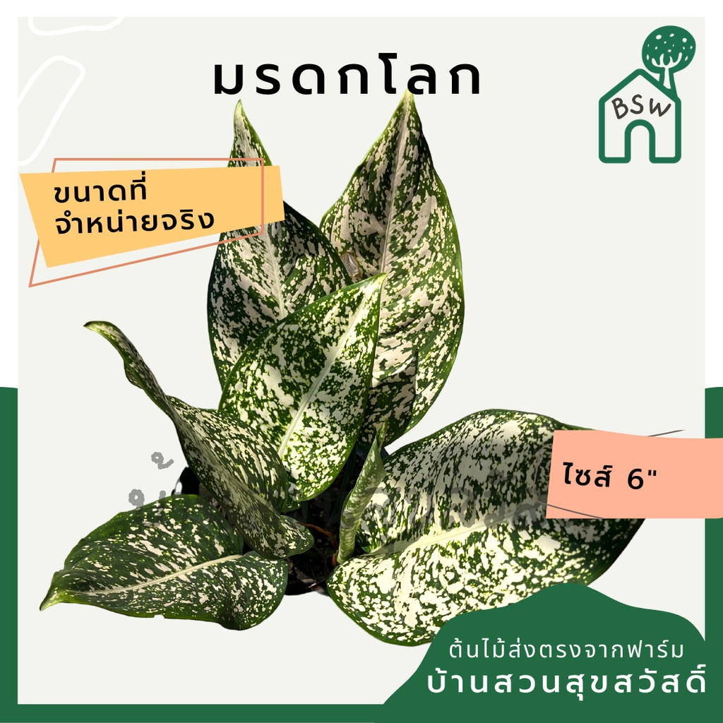 มรดกโลก-กระถาง-5-6-นิ้ว-อโกลนีมา-ด่างแบบโดดเด่น-aglaonema-ไม้แรร์