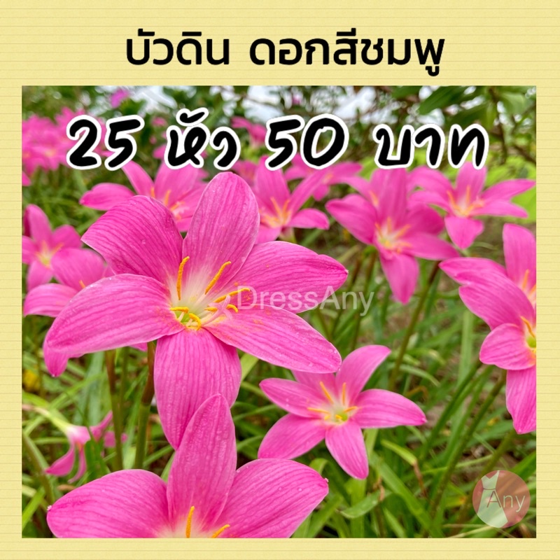 บัวดินโรเซียดอกสีชมพู-บัวสวรรค์-โรเซีย-rosea-จัดชุด-25-หัว-50-บาท