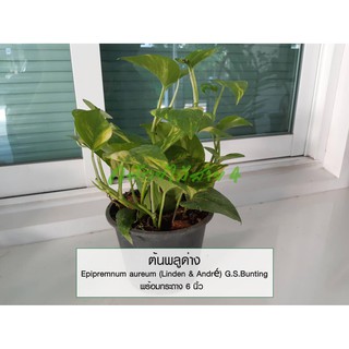 ต้นพลูด่าง Epipremnum aureum (Linden &amp; André) G.S.Bunting ไม้ฟอกอากาศ ความสูง 25-30 ซม. พร้อมกระถาง 6 นิ้ว