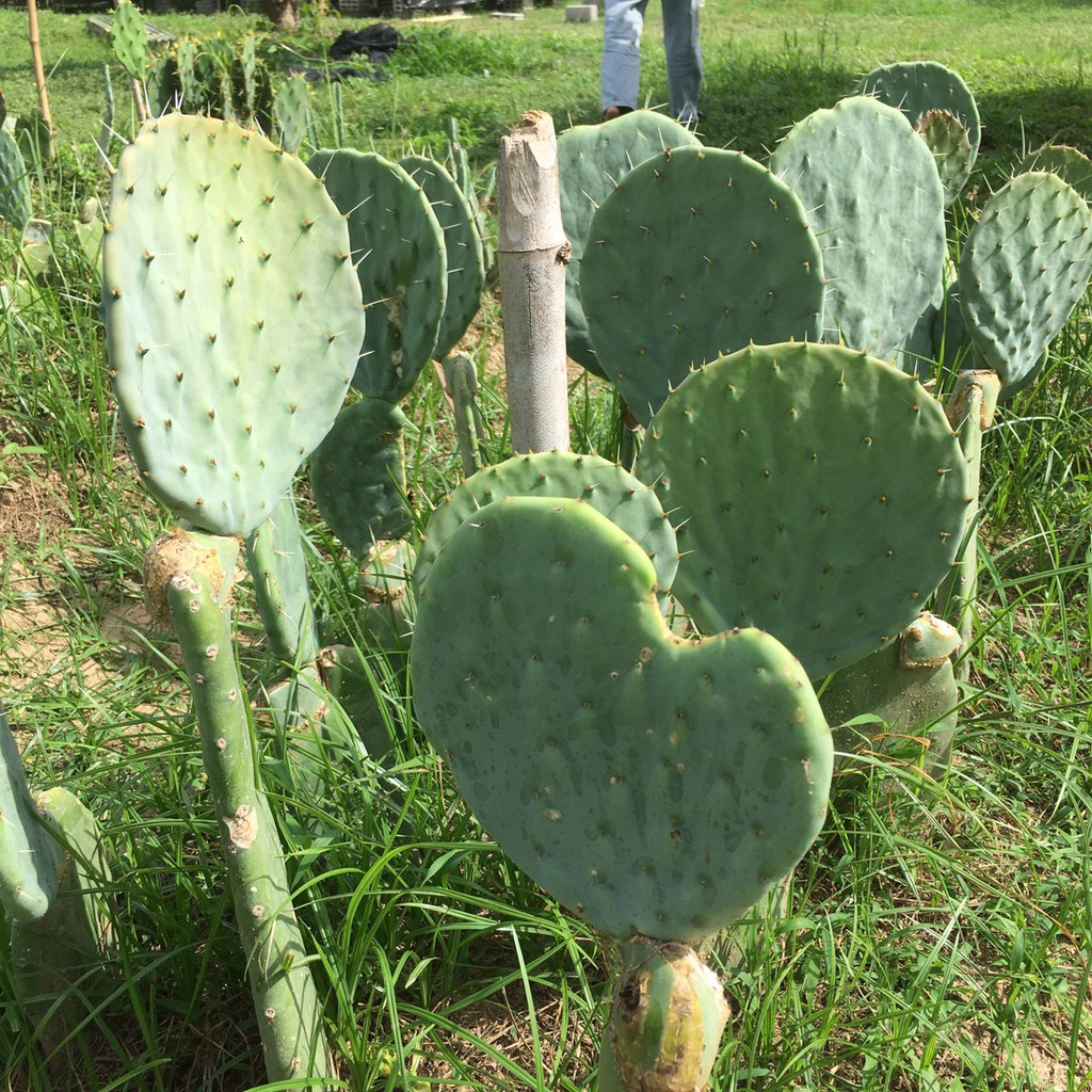 โอพันเทีย-ไจแอนท์-opuntia-robusta-giant-ตัดสด-มี2ขนาด-13-15-15-19cm