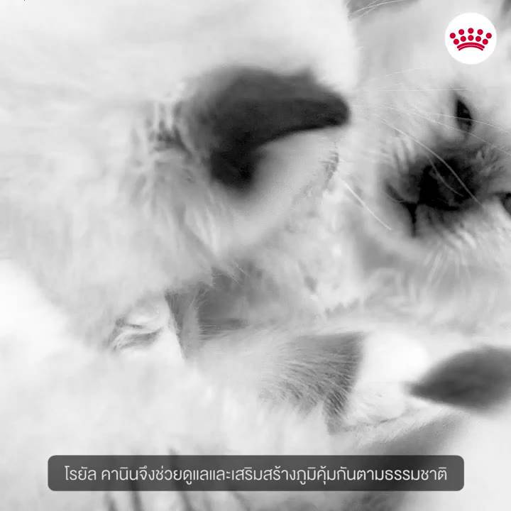 royal-canin-babycat-kitten-รอยัล-คานิน-อาหารลูกแมว-ชนิดเม็ด-อายุ-1-4-เดือน-แม่แมวท้อง-ให้นมและลูกแมว-อายุ-4-12-เดือน-2kg